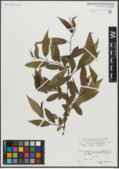 Foto von Salix alba L. x Salix fragilis L.